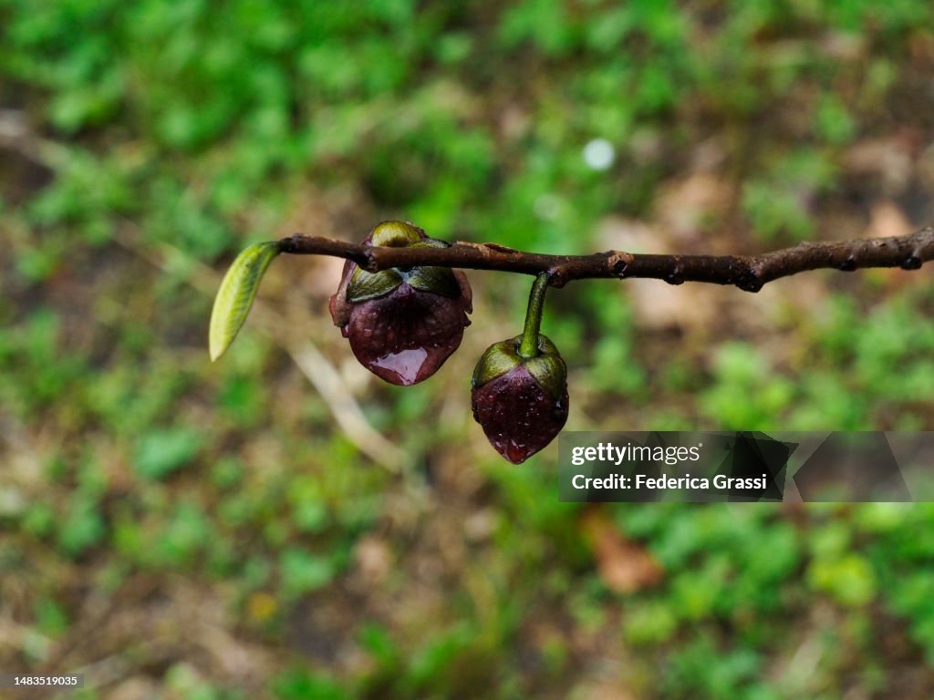 Pawpaw Tree, Asimina Triloba, Flowering in a Vegetable Garden in Cannobio, Lake Maggiore