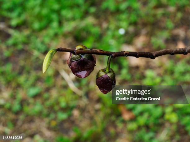 pawpaw tree, asimina triloba, flowering in a vegetable garden in cannobio, lake maggiore - albero di papaya foto e immagini stock