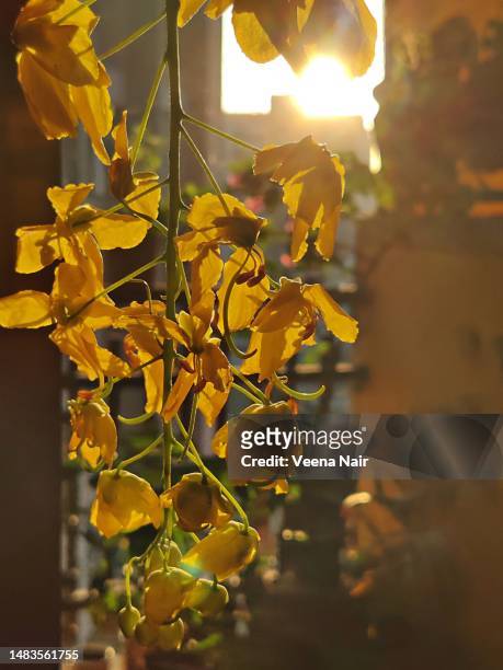 close-up of cassia fistula/golden shower/amaltas flowers during sunrise/happy vishu/malayalam new year/kerala - amaltas foto e immagini stock
