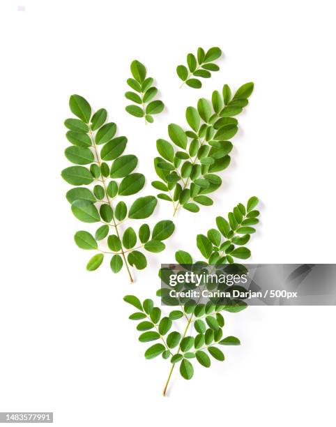 moringa leaves have medicinal properties top view - rábano picante fotografías e imágenes de stock