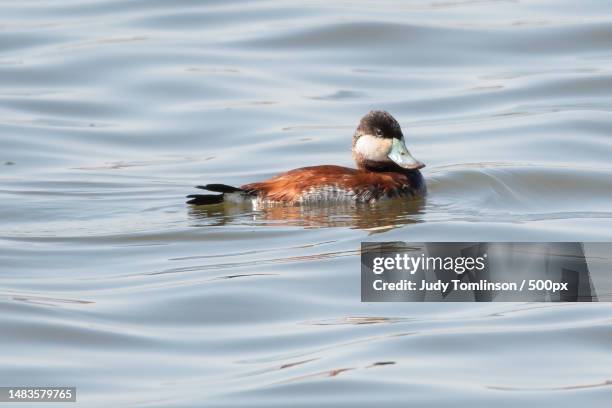 female mallard duck swimming - コスズガモ ストックフォトと画像