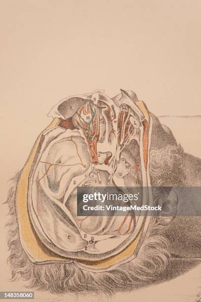 Object Dissection Drawing 522 Dissection (Medical) Stock Photos, High-Res Pictures, and Images ...