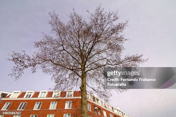 big tree on the city - drought city stock pictures, royalty-free photos & images