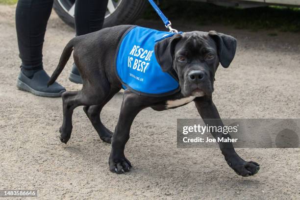 Handlers and dogs from Battersea Dogs Home attend the funeral of Paul O'Grady on April 20, 2023 in Aldington, England. The British entertainer, known...