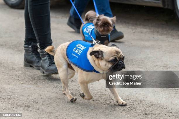 Handlers and dogs from Battersea Dogs Home attend the funeral of Paul O'Grady on April 20, 2023 in Aldington, England. The British entertainer, known...