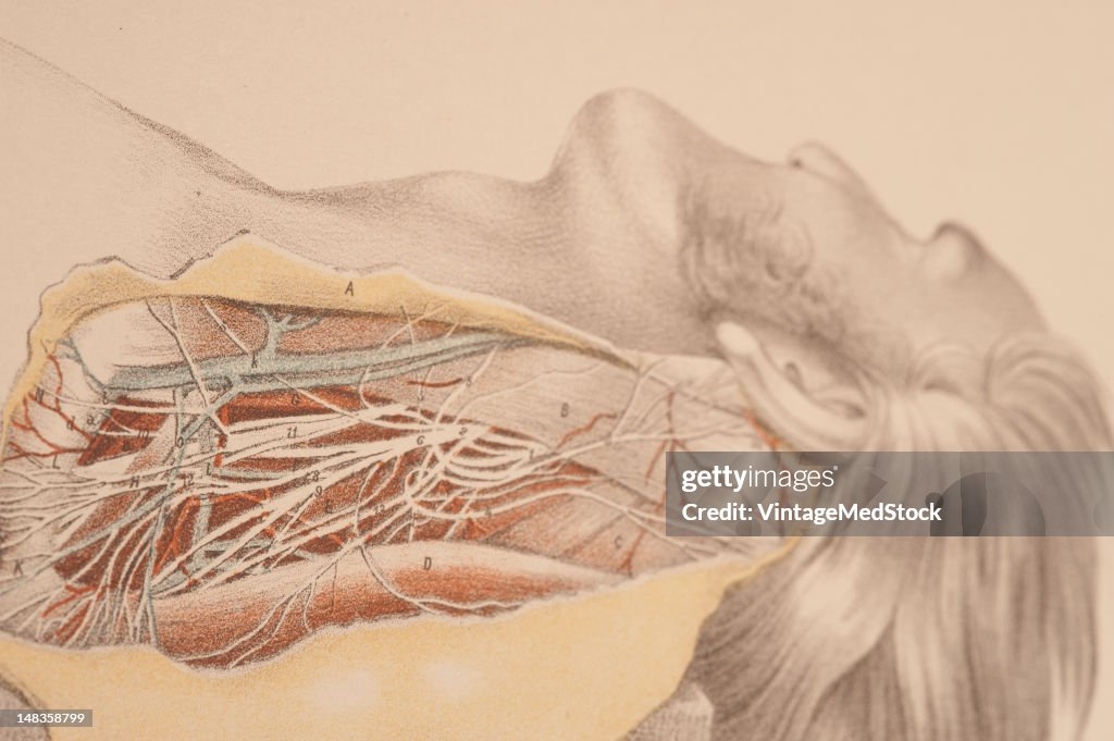 Muscles, Blood Veins & Nerves Of The Side Of The Neck