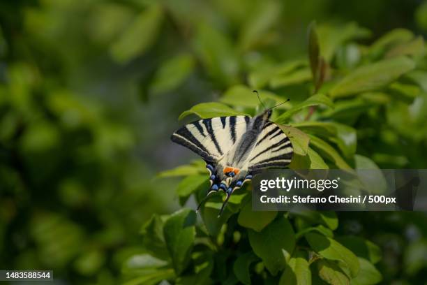 close-up of butterfly on plant,via marina,italy - sailfish stock pictures, royalty-free photos & images