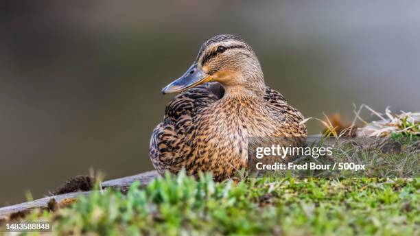 close-up of mallard duck perching on grass - mottled duck stock pictures, royalty-free photos & images