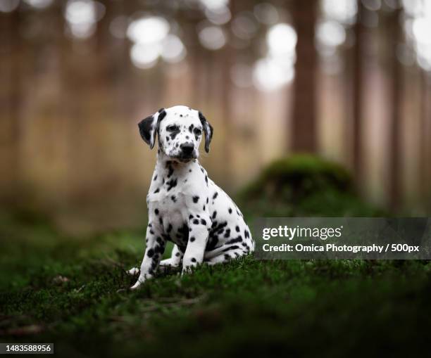 portrait of dalmatian dog sitting on field,staphorst,overijssel,netherlands - dalmatian ストックフォトと画像