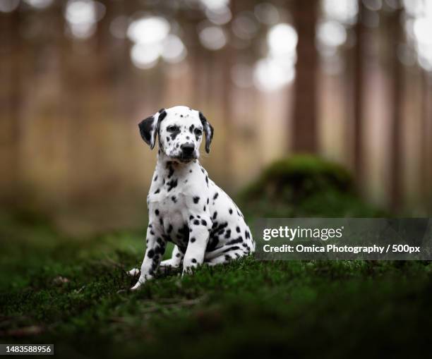 portrait of dalmatian dog sitting on field,staphorst,overijssel,netherlands - dalmatian stock pictures, royalty-free photos & images