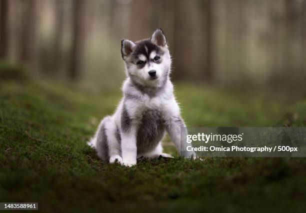 portrait of puppy sitting on grass - siberische-husky stockfoto's en -beelden