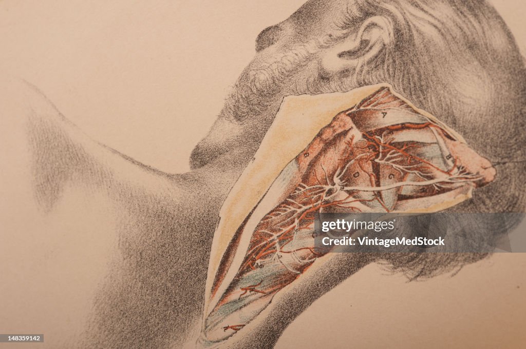 Dissection Of The Back Of The Neck