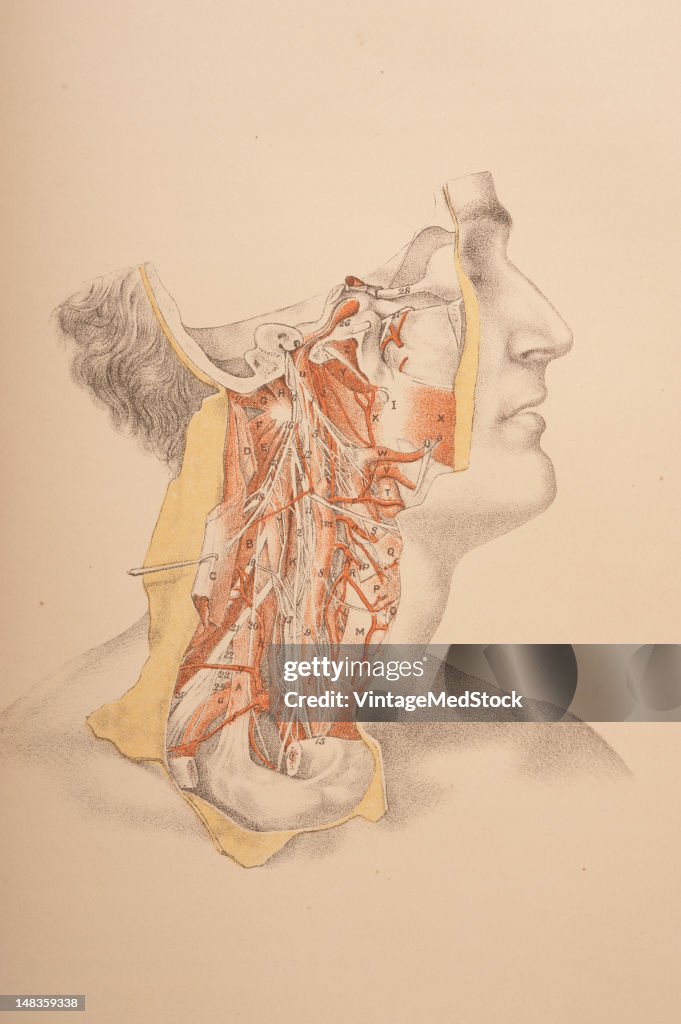 Dissection Of The Head & Neck Down To Clavicle