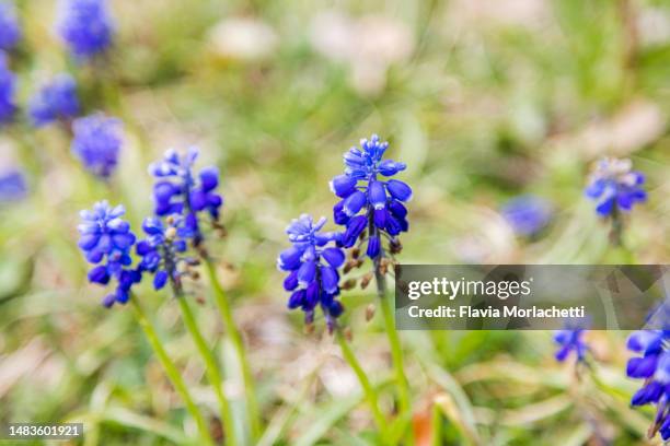 wild purple flowers - グレープヒヤシンス ストックフォトと画像