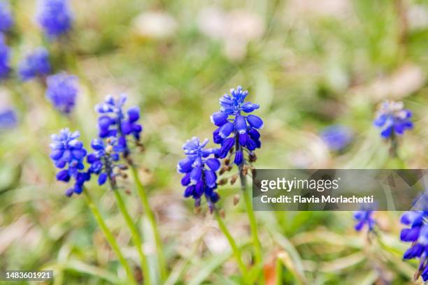 wild purple flowers - grape hyacinth stock pictures, royalty-free photos & images