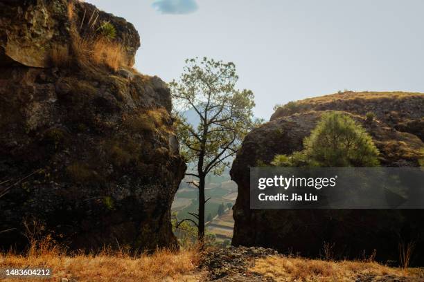 a tree grow between rocks - morelos stock pictures, royalty-free photos & images