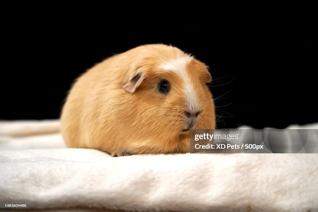 Close-up of mouse on bed,United Kingdom,UK
