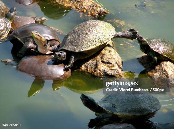 high angle view of turtles on rock in lake,turda,romania - florida red bellied cooter stock pictures, royalty-free photos & images