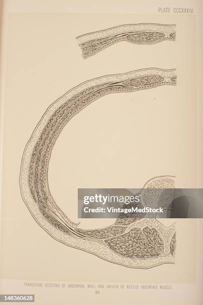 Illustration from 'Surgical Anatomy: The Treatise of the Human Anatomy and Its Applications to the Practice of Medicine and Surgery, volume III'...
