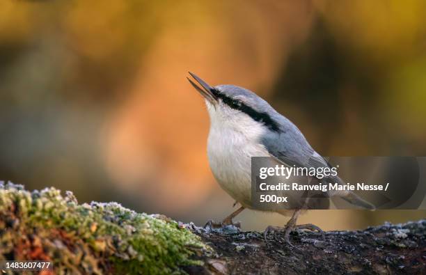 close-up of nuthatch perching on tree trunk,egersund,norway - nuthatch stock pictures, royalty-free photos & images