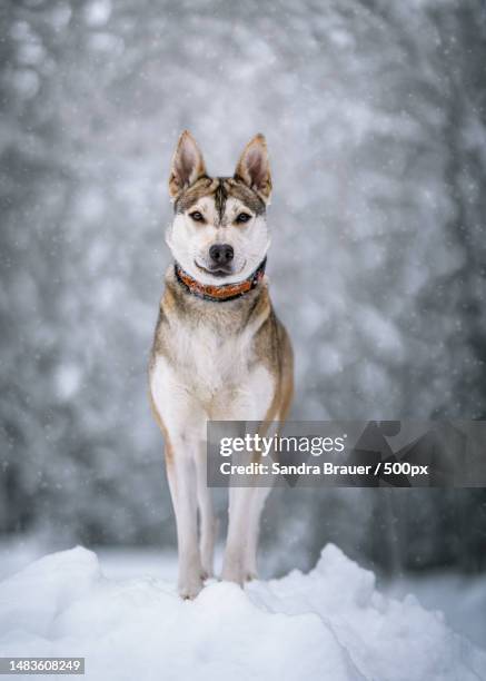 portrait of sled siberian husky standing on snow covered field,arvidsjaur,sweden - siberian husky stock-fotos und bilder