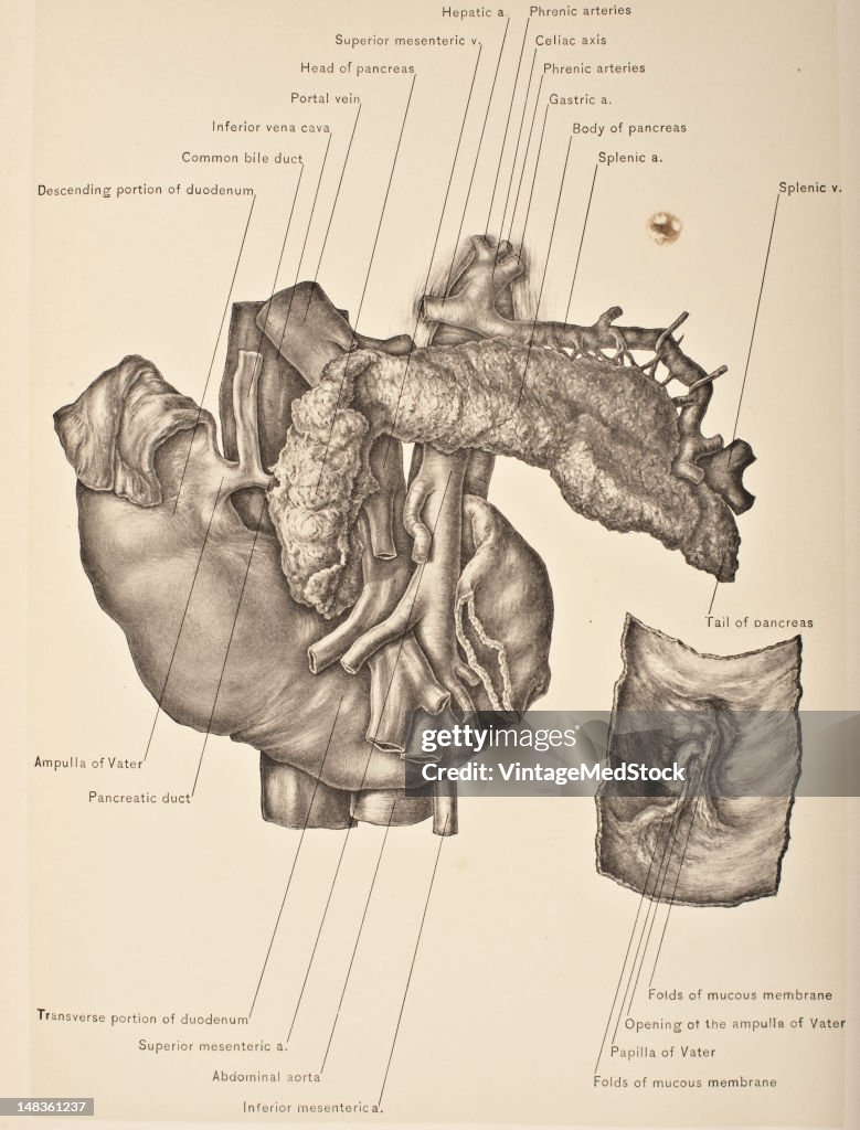 Pancreatic & Common Bile Ducts