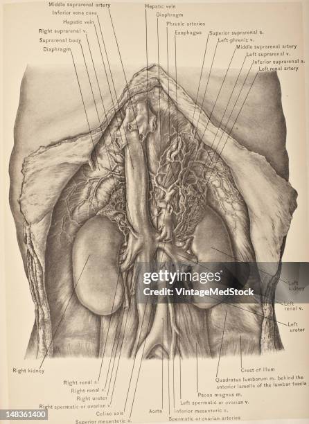 Illustration from 'Surgical Anatomy: The Treatise of the Human Anatomy and Its Applications to the Practice of Medicine and Surgery, volume III'...