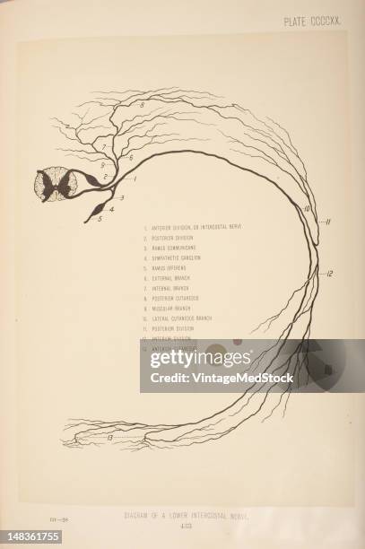 Illustration from 'Surgical Anatomy: The Treatise of the Human Anatomy and Its Applications to the Practice of Medicine and Surgery, volume III'...