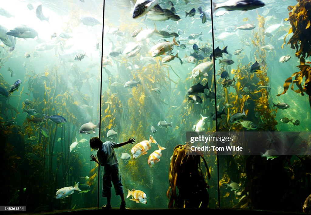 Boy in Aquarium
