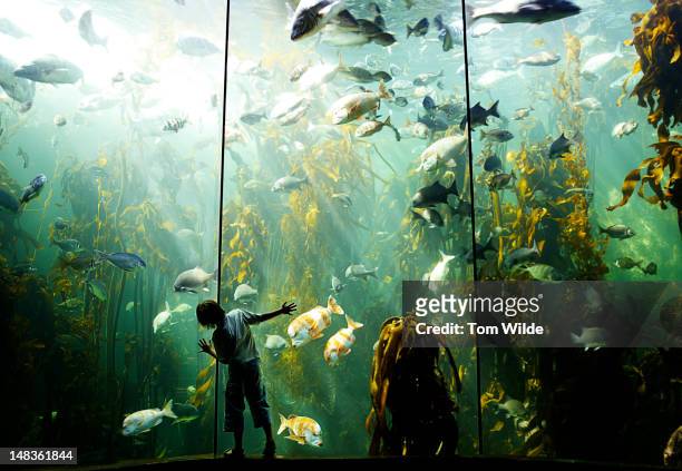 boy in aquarium - hitta bildbanksfoton och bilder
