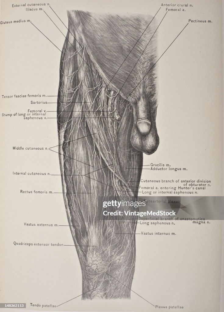 Muscles, Vessels, & Nerves Of The Front Thigh