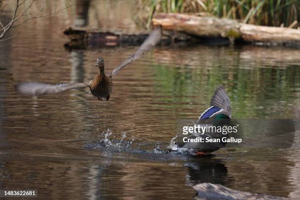 Mallard ducks take flight from Briese creek in the Briesetal wetlands on April 20, 2023 near Briese, Germany. Wetlands, a highly efficient carbon...