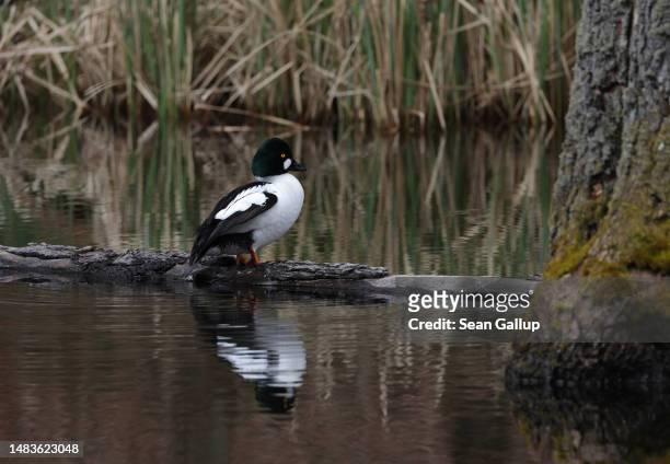 Duck called the common goldeneye sits on a semi-submerged log at Briese creek in the Briesetal wetlands on April 20, 2023 near Briese, Germany....