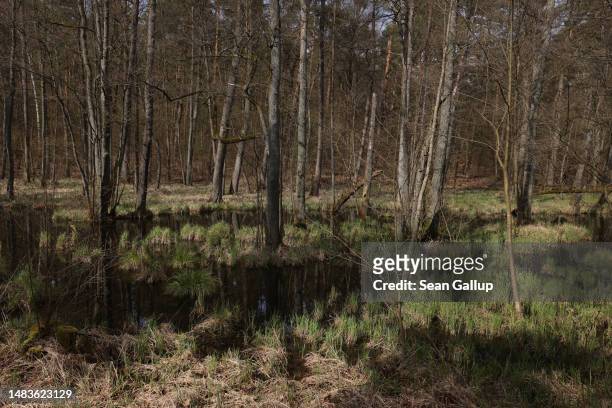 Trees and grass grow in the swamp of the Briesetal wetlands on April 20, 2023 near Briese, Germany. Wetlands, a highly efficient carbon sink, have...