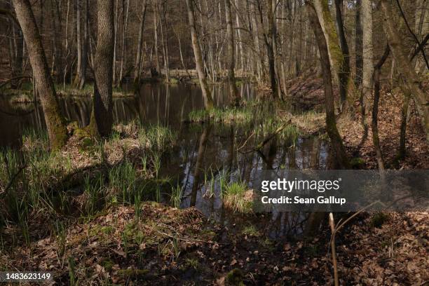Trees and grass grow in the swamp of the Briesetal wetlands on April 20, 2023 near Briese, Germany. Wetlands, a highly efficient carbon sink, have...