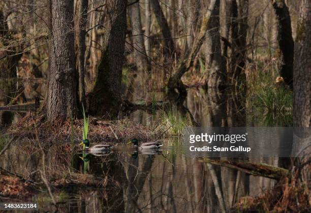 Mallard ducks swim through the swamp of Briese creek in the Briesetal wetlands on April 20, 2023 near Briese, Germany. Wetlands, a highly efficient...