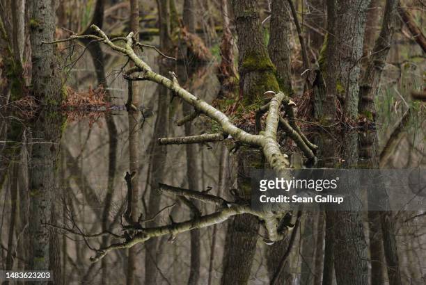 Tree lies partially submerged in the swamp of Briese creek in the Briesetal wetlands on April 20, 2023 near Briese, Germany. Wetlands, a highly...