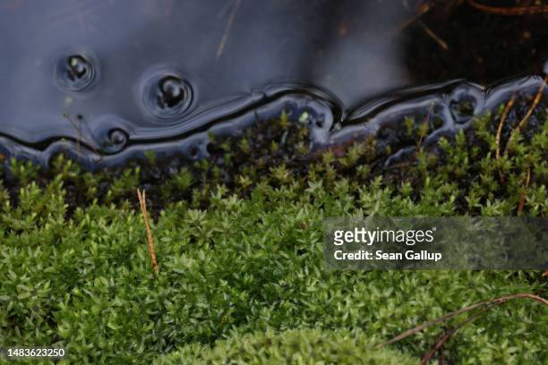 Moss grows on the bank of Briese creek in the swamp of the Briesetal wetlands on April 20, 2023 near Briese, Germany. Wetlands, a highly efficient...