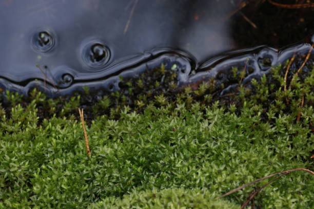 DEU: Wetlands, Efficient Carbon Sinks, Are Threatened Across Europe