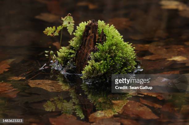 Moss grows on a stump among submerged leaves in the swamp of the Briesetal wetlands on April 20, 2023 near Briese, Germany. Wetlands, a highly...