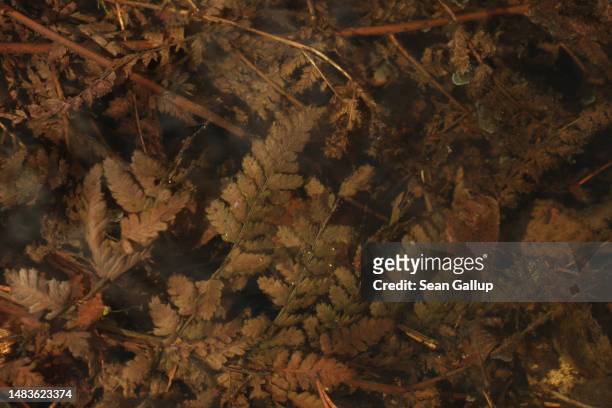 Leaves lie submerged in the swamp of the Briesetal wetlands on April 20, 2023 near Briese, Germany. Wetlands, a highly efficient carbon sink, have...