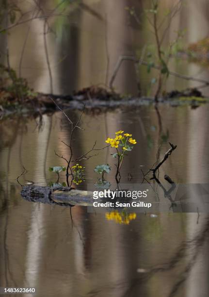Yellow flowers grow on a semi-submerged log on Briese creek in the swamp of the Briesetal wetlands on April 20, 2023 near Briese, Germany. Wetlands,...