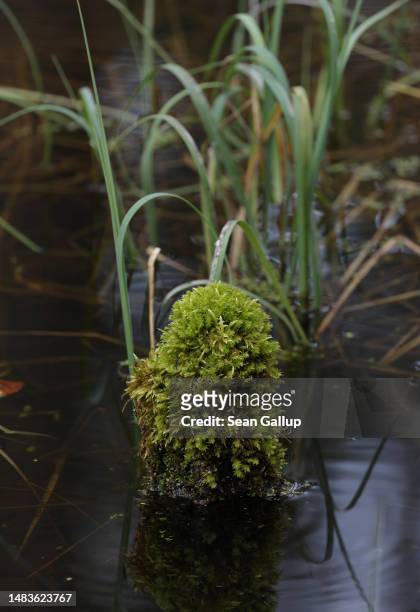 Moss grows on a stump next to grass in the swamp of the Briesetal wetlands on April 20, 2023 near Briese, Germany. Wetlands, a highly efficient...
