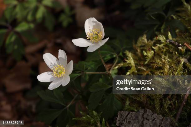 Flowers of wood anemone blossom in the Briesetal wetlands on April 20, 2023 near Briese, Germany. Wetlands, a highly efficient carbon sink, have been...