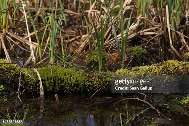 Moss grows on a log next to grass in the swamp of the Briesetal wetlands on April 20, 2023 near Briese, Germany. Wetlands, a highly efficient carbon...