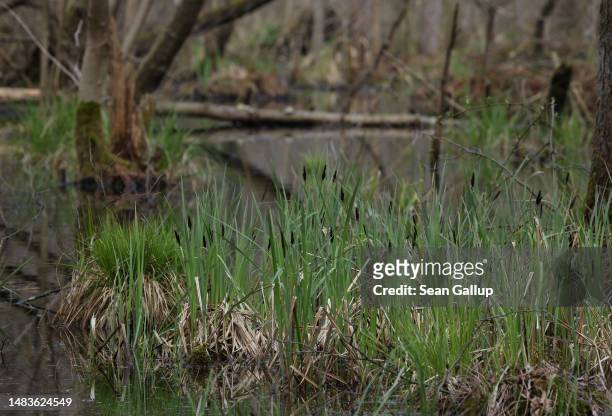 Reeds grows in the swamp of the Briesetal wetlands on April 20, 2023 near Briese, Germany. Wetlands, a highly efficient carbon sink, have been...