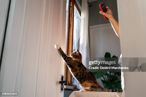 funny multicolored cat stands on hind legs hunts for sunbeam from cellphone on wood door at home - 猫 影 ストックフォトと画像