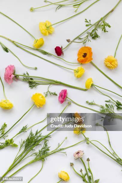 multi colored ranunculus scattered on white background - scatter stock-fotos und bilder