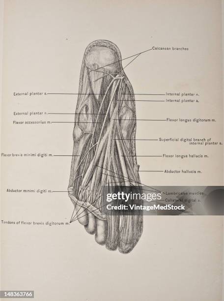 Bottom Toe Anatomy Of Bottom Of Foot Photos and Premium High Res Pictures - Getty ...