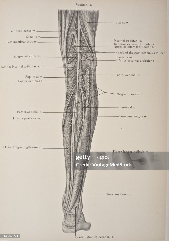 Deep Muscles Of The Back Of The Leg & Posterior Tibial Artery & Nerve